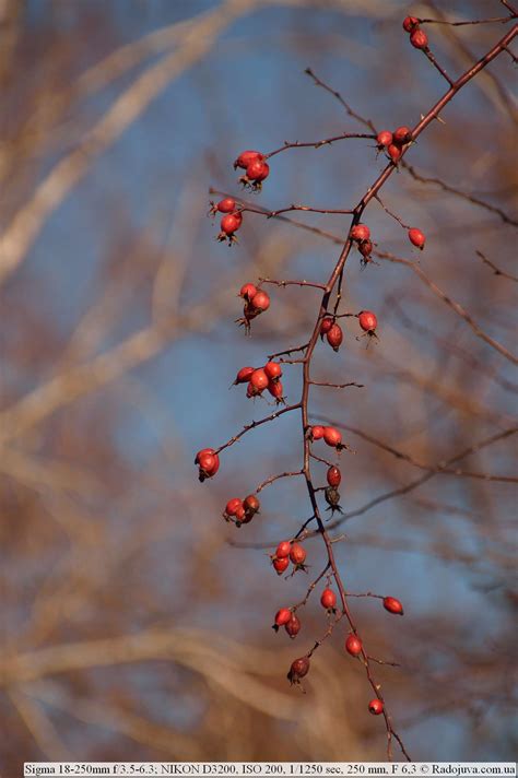 Review Sigma 18-250mm f / 3.5-6.3 DC OS HSM | Happy