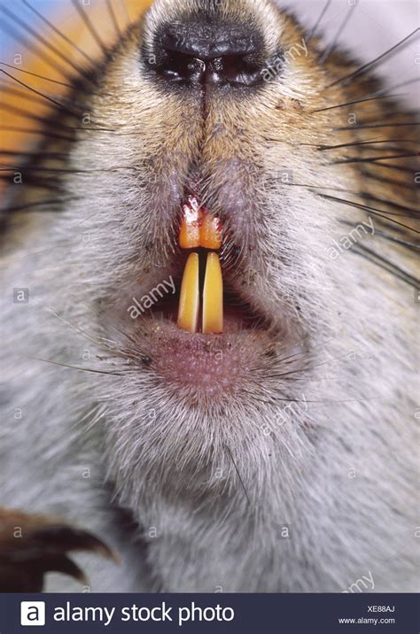 Rodent Teeth High Resolution Stock Photography and Images - Alamy