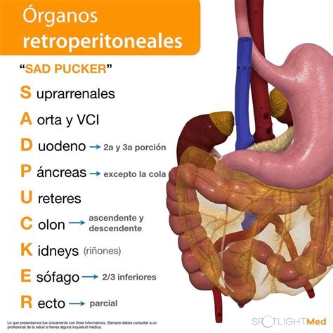 Órganos Retroperitoneales Fuente:SpotlightMed Facebook | Escuelas de ...