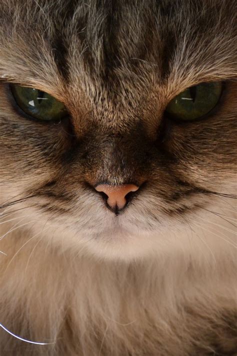 Angry Cat | Angry animals, Angry cat, Angry dog