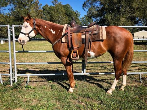 Blackwater Horse Stables & Training - Home | Facebook