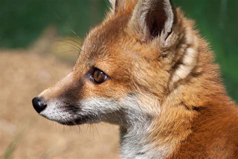 Close-up of a female Red Fox 6995261 Stock Photo at Vecteezy