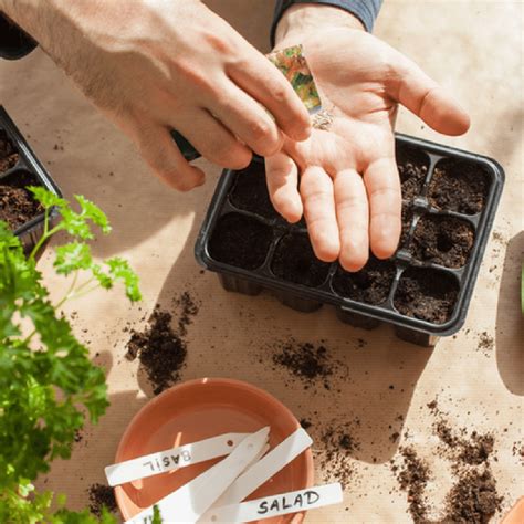 Beginners Guide to Sowing Seeds Indoors - Laidback Gardener