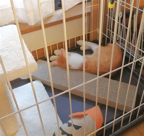 momochi_no_sazae (@momochino_sazae) / Twitter