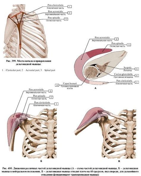 Телесно-ориентированная психотерапия | Human muscle anatomy, Medical ...