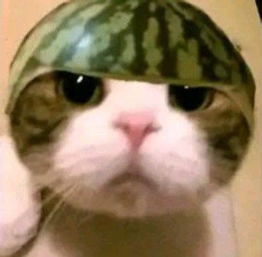 cat wearing  watermelon helmet tema seni boneka binatang bayi hewan