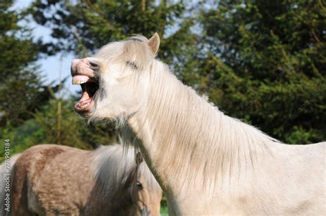 white horse smiling