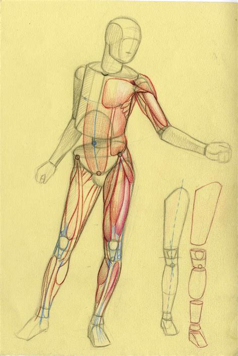 human anatomy drawing