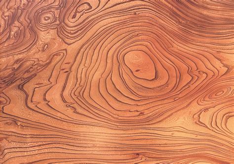 [세상의 나무 ③] 느티(Zelkova), 천년의 나무
