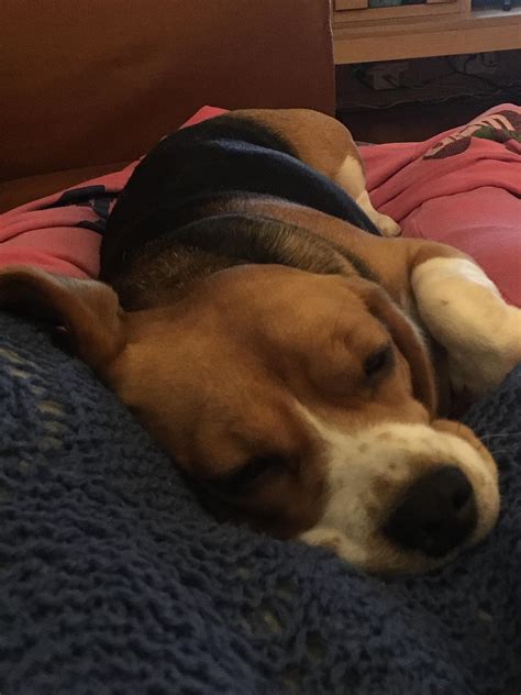 Getting comfy with some late night tv : r/beagle