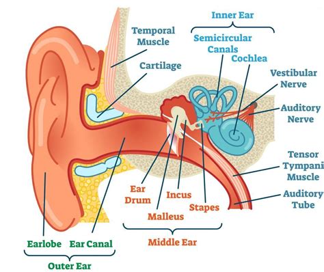 Ears and hearing: How do they work? | Ear diagram, Inner ear diagram ...