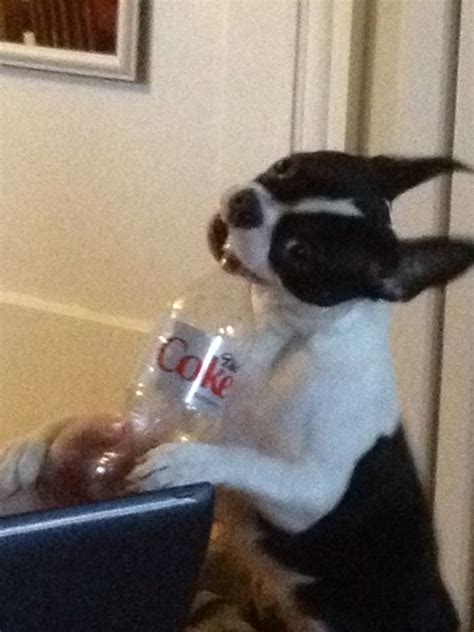 Thirsty dog