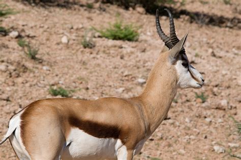 Definitive Guide To Springbok Facts, Habitat, Conservation Status, Zoo ...