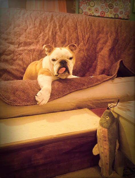 Chance the Special Needs Bulldog