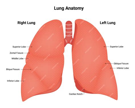 Anatomy And Structure Of The Left Lobe Of The Human Lung - RYZE Superfoods
