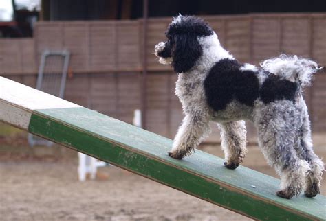 Agility Training Day - Poodle Forum - Standard Poodle, Toy Poodle ...