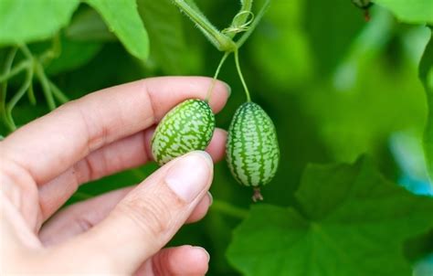 grow cucamelons suttons gardening grow