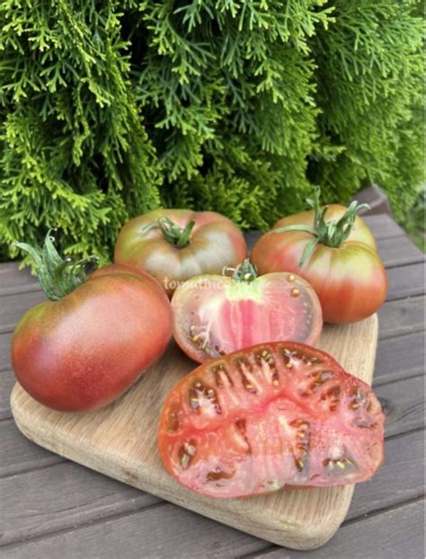 Черноплодные томаты – Tomatinсa.ru