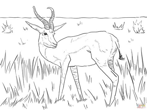 Realistic Springbok coloring page | Free Printable Coloring Pages