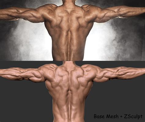 Muscular Back Anatomy