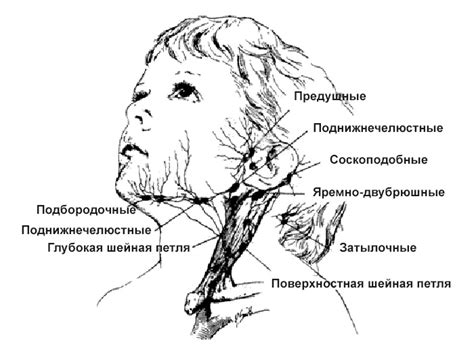 Инфекция как основная причина лимфаденопатии - Med36.com