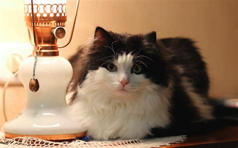 2560x1600 / Cat, Fluffy, Face, Spotted wallpaper - Coolwallpapers.me!