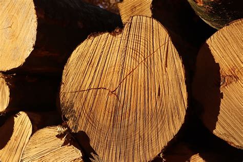 Wood Fall Sun Annual - Free photo on Pixabay - Pixabay