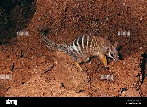 Australian termites hi-res stock photography and images - Alamy