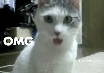 Omg GIF - Find & Share on GIPHY