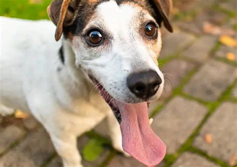 Cachorro Com A Lingua Pra Fora - Cachorro com a Língua de Fora: Por que Fazem Isso? - Cuidador de ...