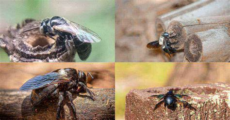 Queen Carpenter Bee Lifespan, Size, Behavior & nest. – Beesstyle