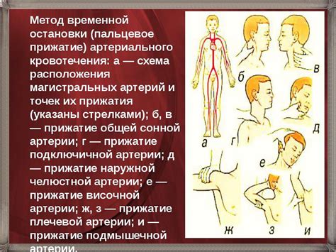 Кровеносная система - презентація з медицини