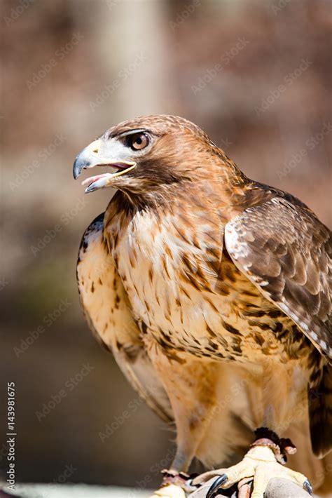 brid stock photo adobe stock