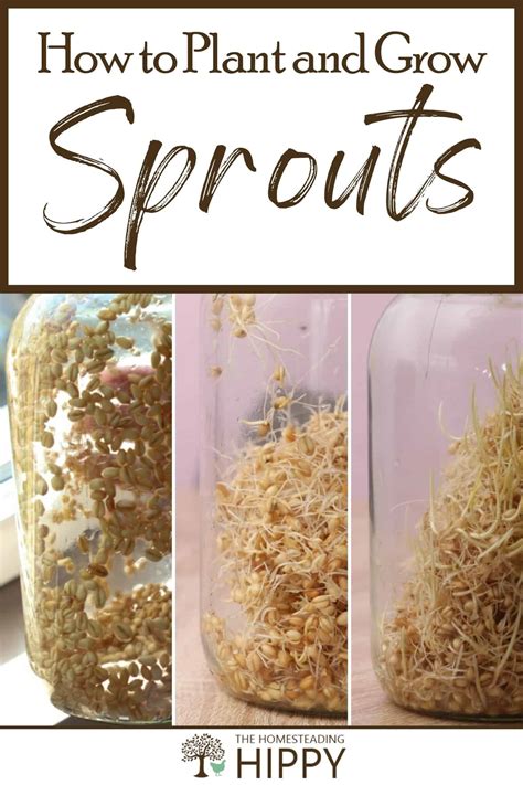 How to Plant and Grow Sprouts