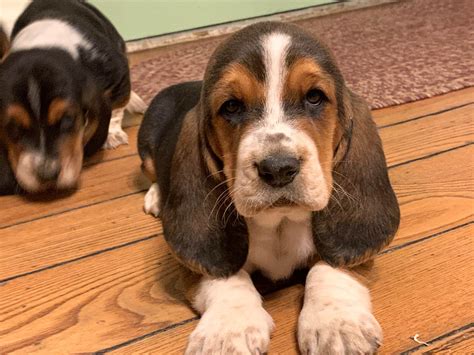 Basset Hound Puppies For Sale In Michigan