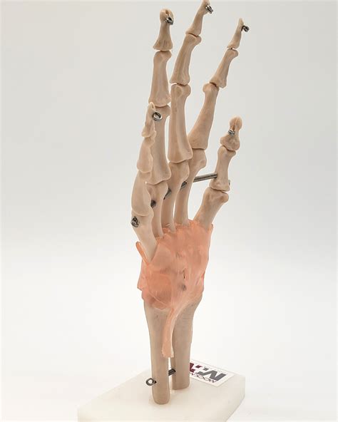Hand Model, with Ligaments - Mock Medical