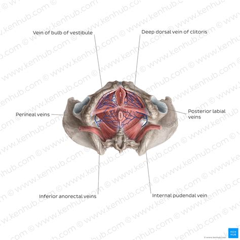 clitoris location structure diagram kenhub