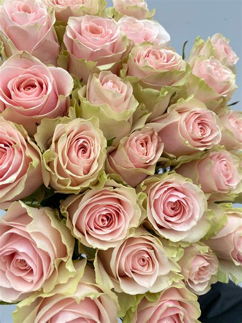 Shimmer Roses - 25 stems