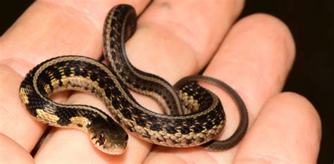 The 5 Types of Garter Snakes in Wisconsin! (w/ pics) - Bird Watching HQ