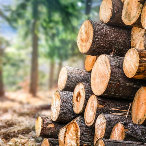 BOIS : Définition, Signification et Synonymes | Le Dictionnaire