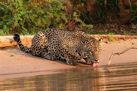 Onça Pintada Peso E Tamanho - Dia da Onça-pintada: veja cinco curiosidades sobre o maior felino das ...