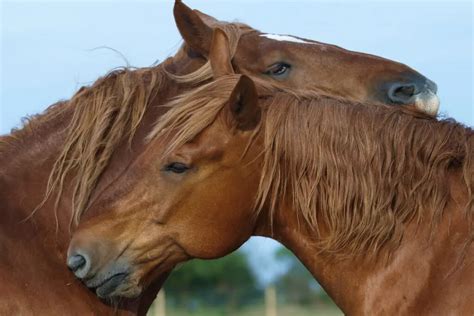 Suffolk Punch Horse Breed Profile - Appearance, History & Common Uses ...