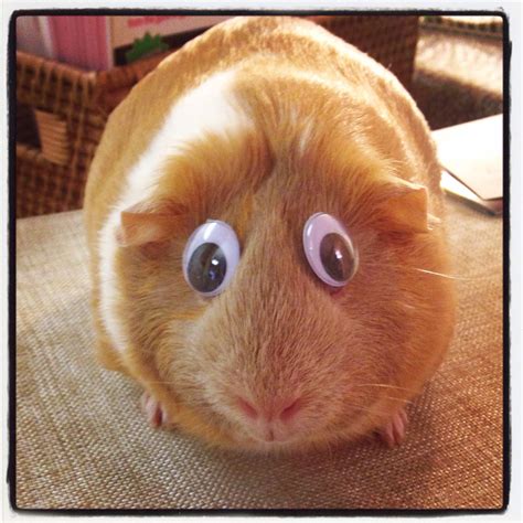 collection  pictures funny guinea pig pictures sharp