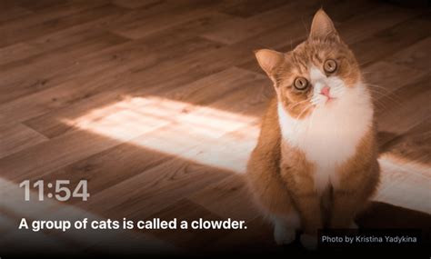 apparently  group  cats  called  clowder rcat