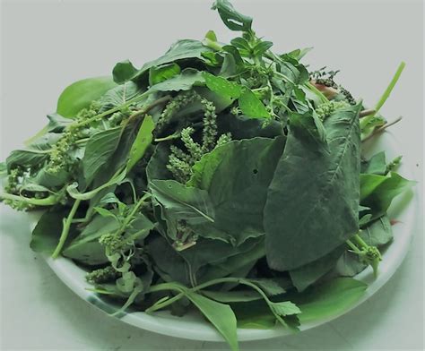 amaranthus spinosus  kanta chaulayee kata calii badi chareli