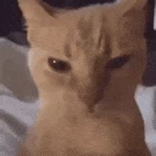 cat mad gifs tenor