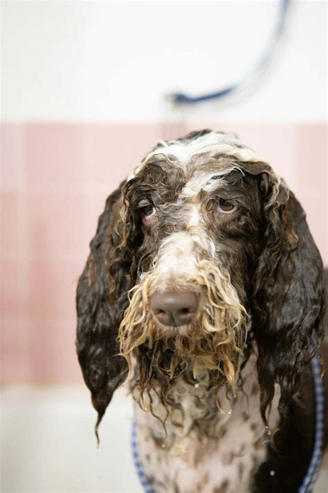 Download Soggy Spaniel Bath Time Wallpaper | Wallpapers.com