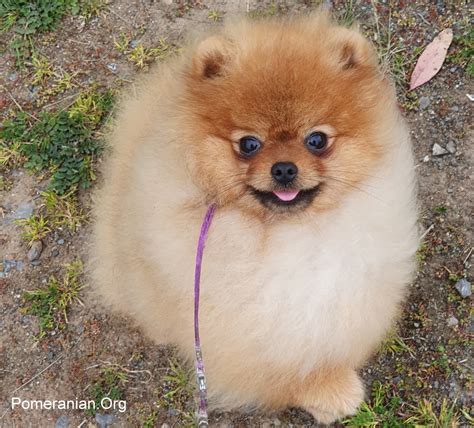 The Complete Pomeranian Puppy Care Guide