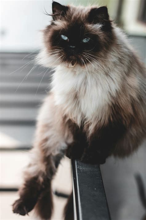 20,000+ Best Cat Photos · 100% Free Download · Pexels Stock Photos