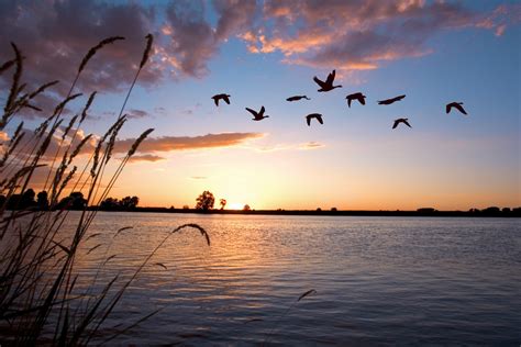 Duck Hunting Season Victoria at Daniel Pomeroy blog